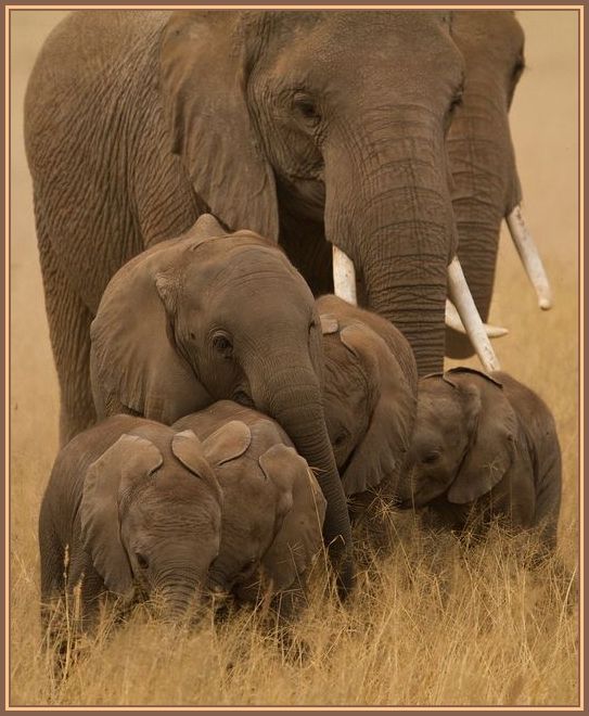 Histoire d'animaux (photos ) Elephants_1