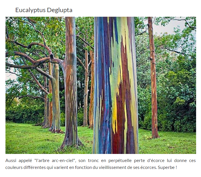 "Musée peu connu à Paris...(Un peu de tout!!!!!) Eucalyptus