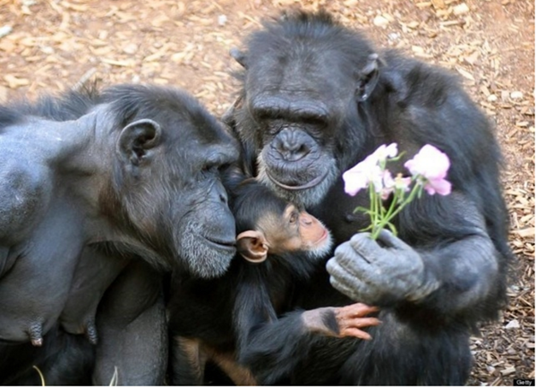 Tous les animaux.... Famille3