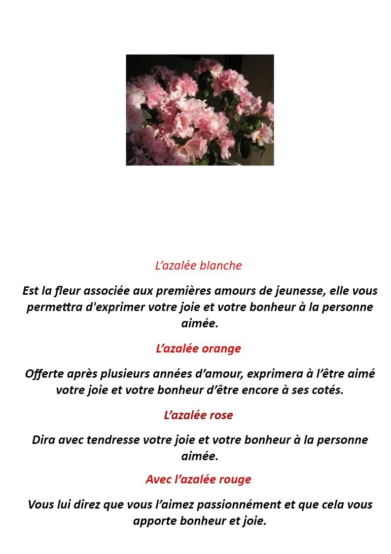 langage - Le langage des fleurs: jonquille," la glycine." et autres..... Fl3