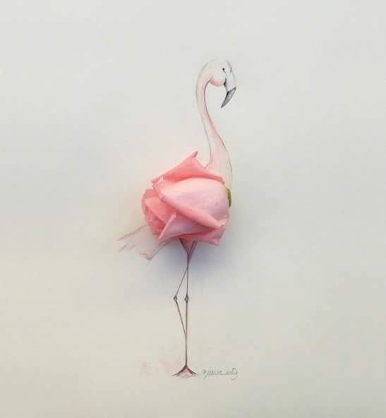 pour - Quelques belles images pour vous Flamant-rose