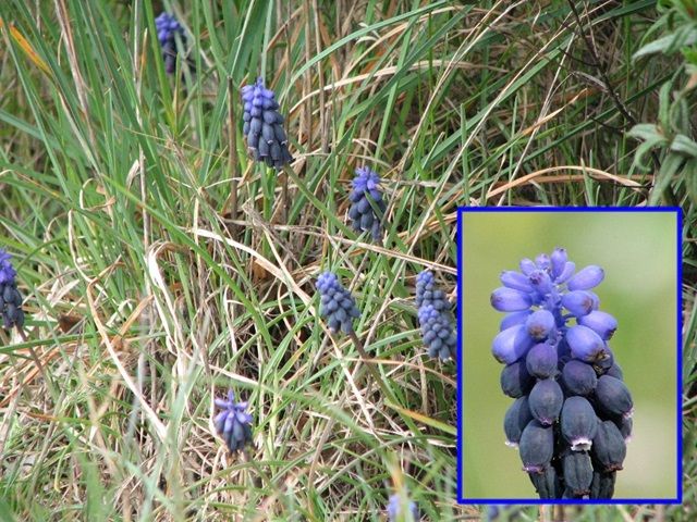 Ephéméride du....(toutes les années,personnages,pays..historiques,décès...) Fleur-Muscari