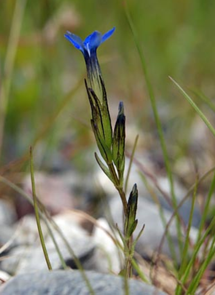 Nouvelles belles images pour vous Fleur-gentiane1