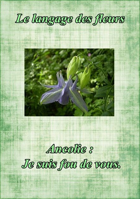 Le langage des fleurs: jonquille," la glycine." et autres..... Fleur10ancolie