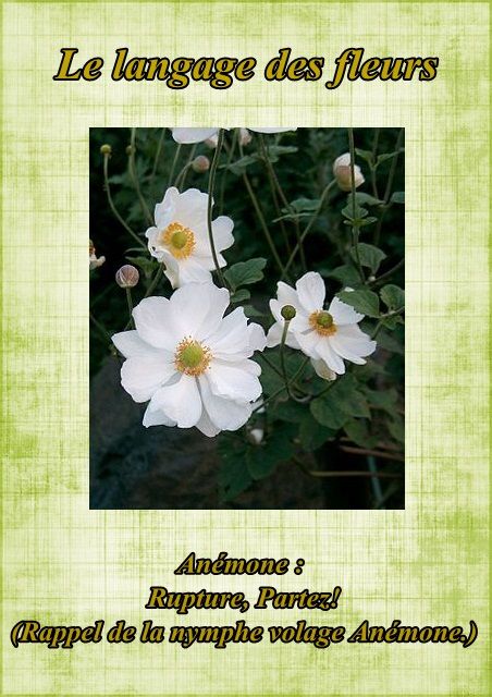 langage - Le langage des fleurs: jonquille," la glycine." et autres..... Fleur11anemone