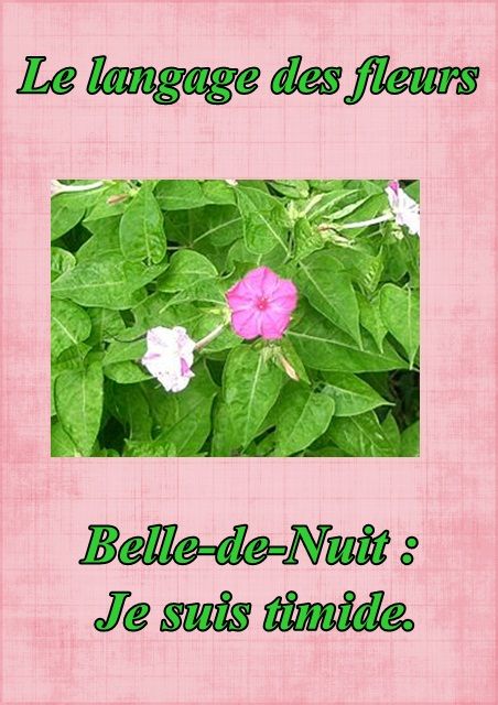 langage - Le langage des fleurs: jonquille," la glycine." et autres..... Fleur26belledenuit