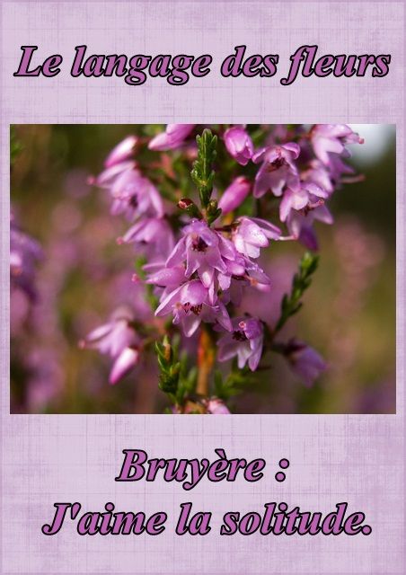 Le langage des fleurs: jonquille," la glycine." et autres..... Fleur31bruyere