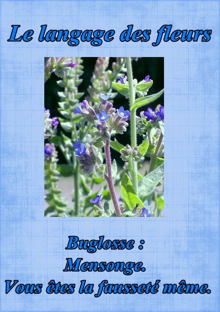 Le langage des fleurs: jonquille," la glycine." et autres..... Fleur32buglosse