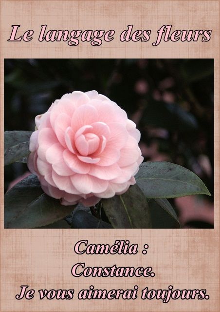 Le langage des fleurs: jonquille," la glycine." et autres..... Fleur35camelia