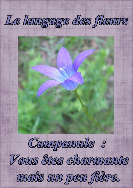 Le langage des fleurs: jonquille," la glycine." et autres..... Fleur37campanule