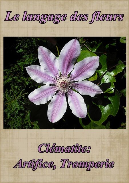 langage - Le langage des fleurs: jonquille," la glycine." et autres..... Fleur45clematite