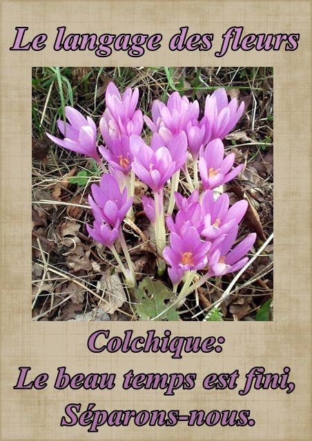 Le langage des fleurs: jonquille," la glycine." et autres..... Fleur46colchique