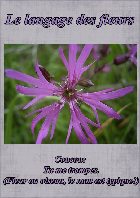 langage - Le langage des fleurs: jonquille," la glycine." et autres..... Fleur48coucou