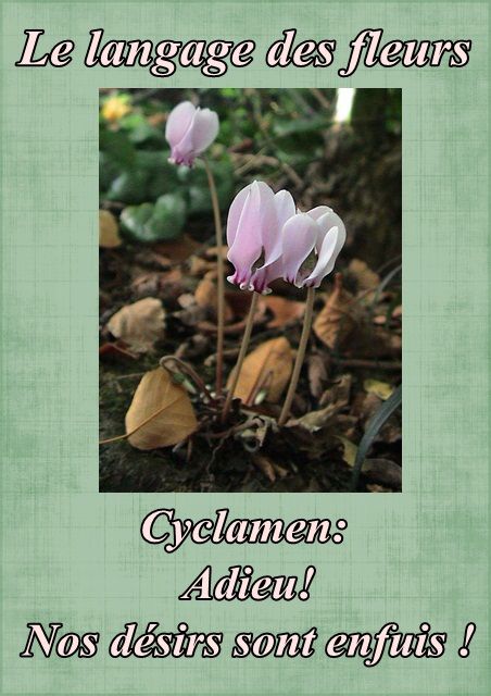 Le langage des fleurs: jonquille," la glycine." et autres..... Fleur50cyclamen