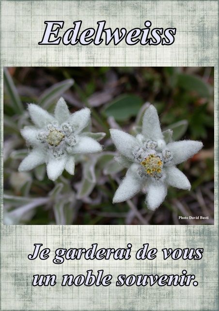 Le langage des fleurs: jonquille," la glycine." et autres..... Fleur57-edelweiss