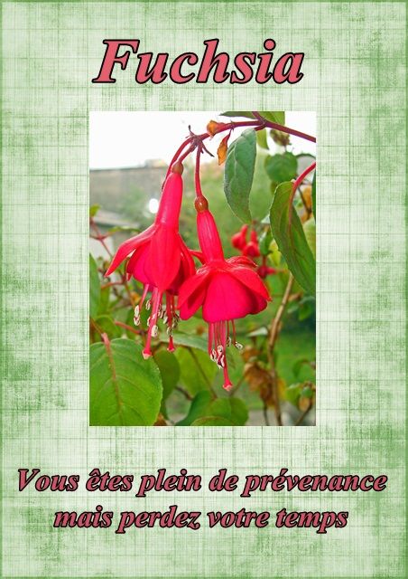 Le langage des fleurs: jonquille," la glycine." et autres..... Fleur62fuchsia