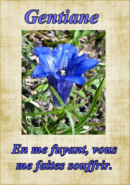 Le langage des fleurs: jonquille," la glycine." et autres..... Fleur66gentiane