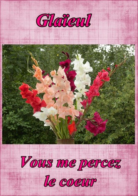 Le langage des fleurs: jonquille," la glycine." et autres..... Fleur74glaieul