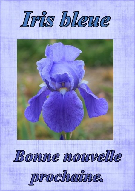 Le langage des fleurs: jonquille," la glycine." et autres..... Fleur86irisbleue