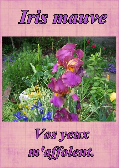 Le langage des fleurs: jonquille," la glycine." et autres..... Fleur88irismauve