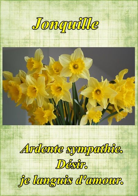 langage - Le langage des fleurs: jonquille," la glycine." et autres..... Fleur95jonquille
