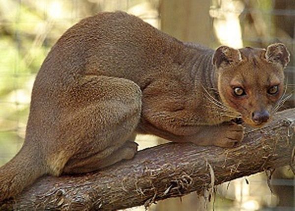 Les animaux (un peu de tout) Fossa-photo1