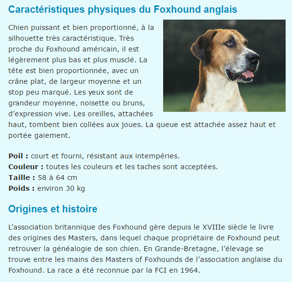 "Si tu as ou as eu un chien..."+"Chat: L'American Wirehair."+"Minou câline son ami...!"+ autres Foxhund-texte1