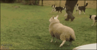 Photos d'animaux divers Gif-mouton-aussi-veut-jouer