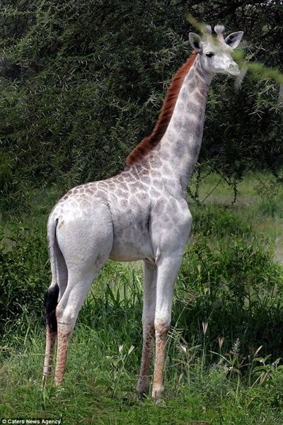 Tous les animaux!!!(un peu de tout  avec textes) Girafe-blanche-de-tanzanie