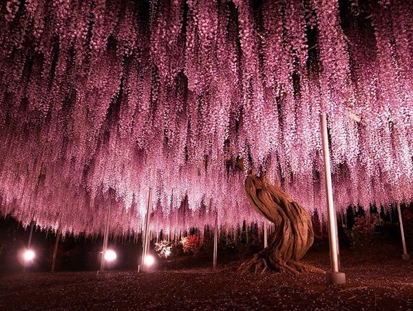 "La plus grande glycine du Japon...un ciel rose !" + autres à venir??? Glycine1