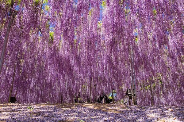 "La plus grande glycine du Japon...un ciel rose !" + autres à venir??? Glycine8