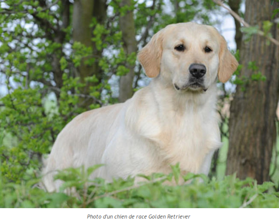 Histoire d'animaux (photos et textes????) Golden-photo1