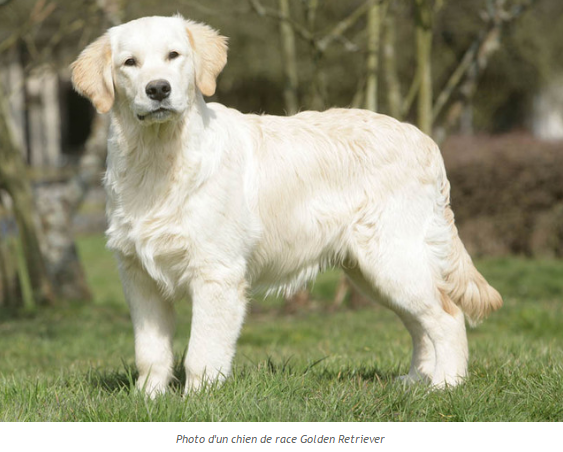 Histoire d'animaux (photos et textes????) Golden-photo2