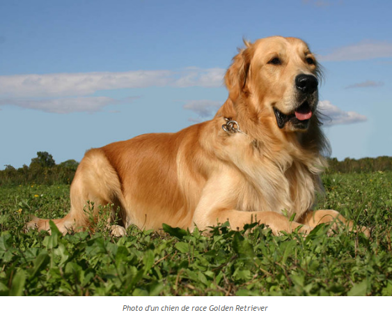 Histoire d'animaux (photos et textes????) Golden-photo4