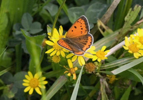 Nos fidèles amis les  animaux.....(photos et textes) Grand-cuivre-photo7