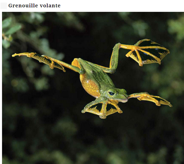 Animaux divers(textes,photos.....) Grenouille3