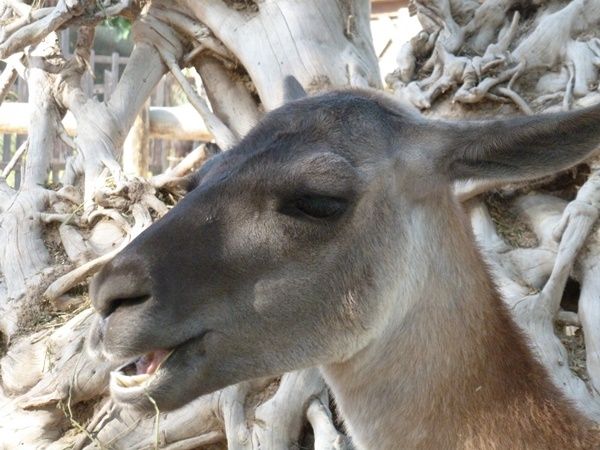 Les animaux (un peu de tout) Guanaco-photo_1