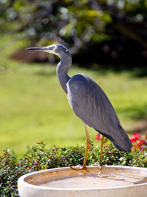 Histoire d'animaux (photos ) Heron-a-tete-blanche