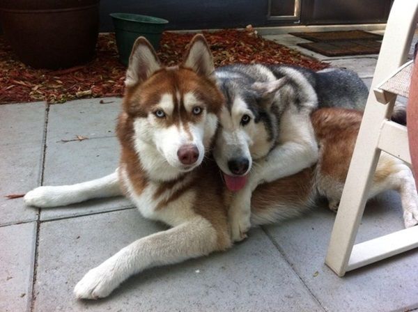 Histoire d'animaux (photos et textes????) Husky-couple