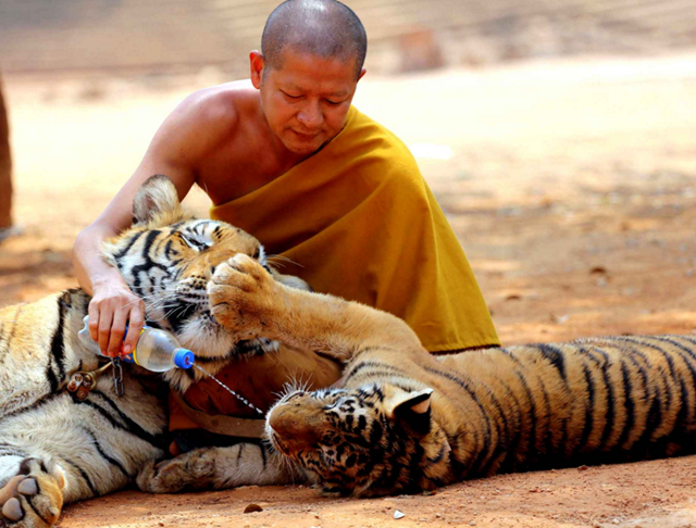 Animaux divers(textes,photos.....) Inde-photo