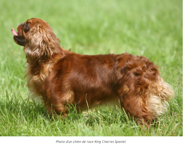 Tous les animaux.... King-charles-photo2