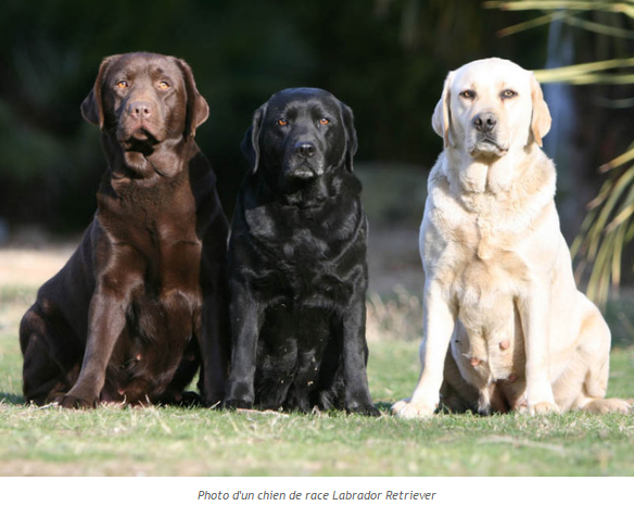 Nos animaux!!!!! Labrador-retriever-photo4