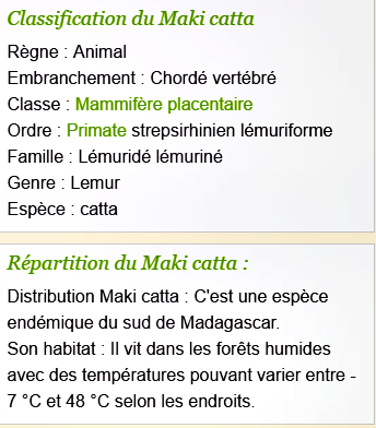 Tous les animaux!!!(un peu de tout  avec textes) Lemur-cattas-texte1