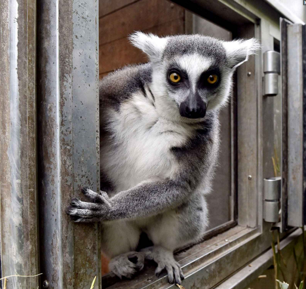 Tous les animaux!!!(un peu de tout  avec textes) Lemur-cattas