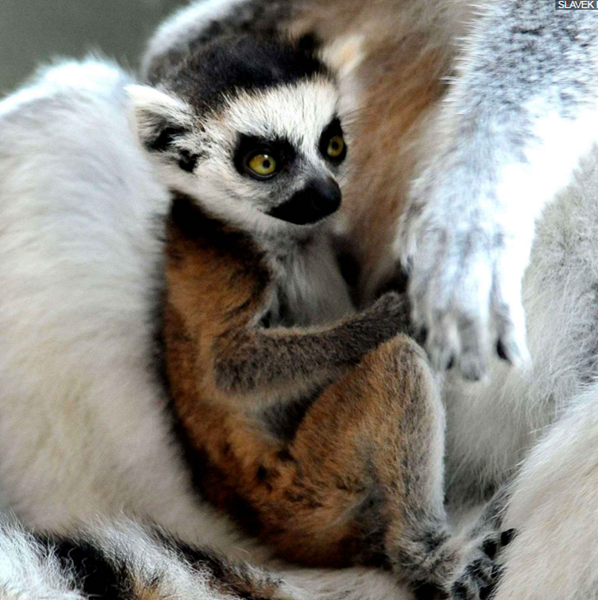 Tous les animaux!!!(un peu de tout  avec textes) Lemur-cattas2