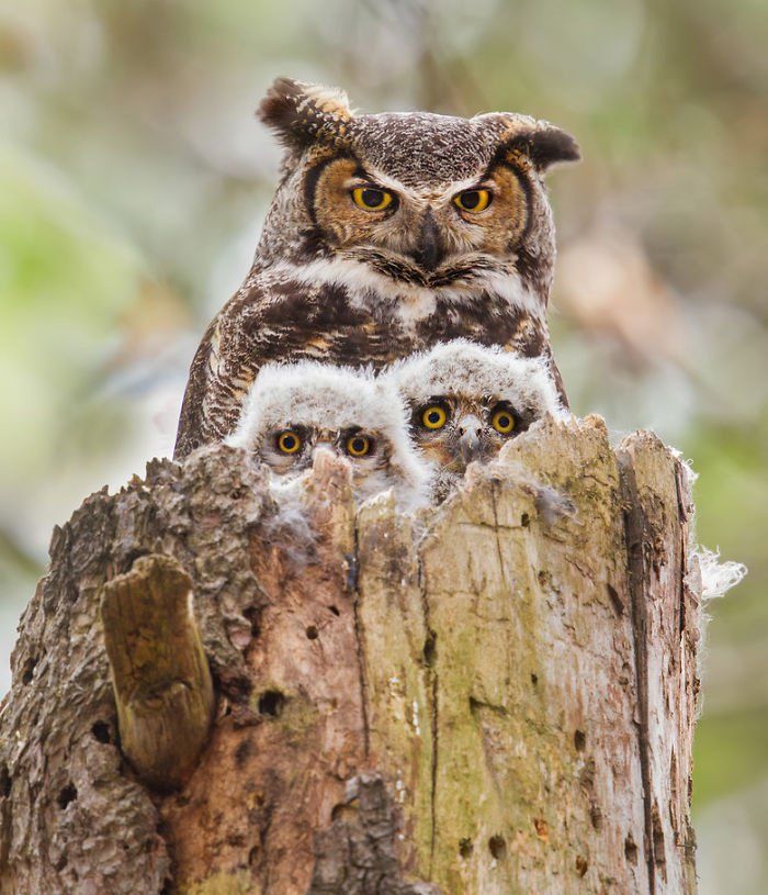 TENDRESSE ANIMALE (photos) Mamanetbebes