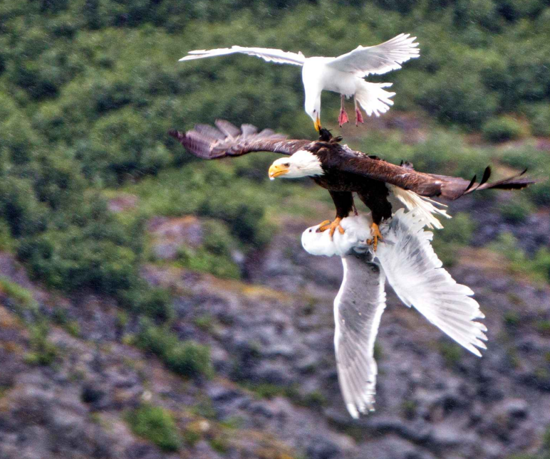 Animaux (suite de hier......) Mouette-libre-photo