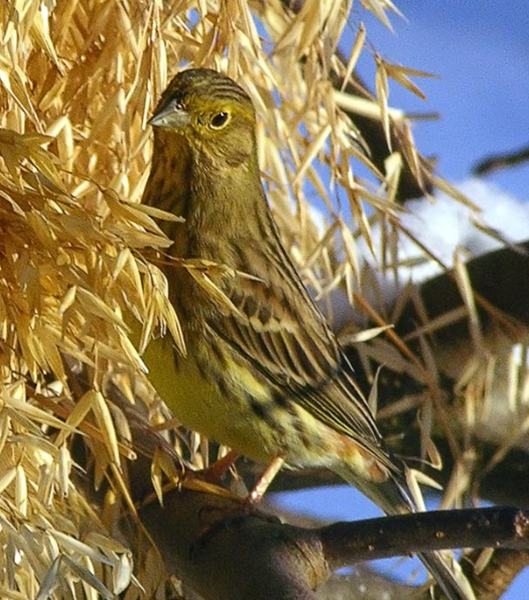 Histoire d'animaux (photos et textes????) Oiseau-bruant-jaune3