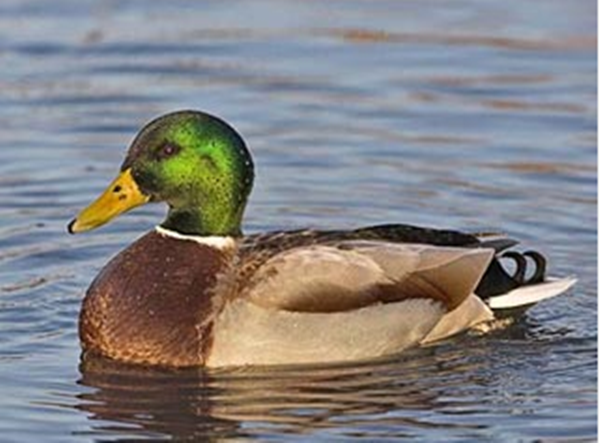 Nos animaux!!!!! Oiseau-canard-colvert-photo1