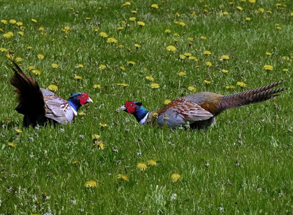 Tous les animaux!!!(un peu de tout  avec textes) Oiseau-faisan5